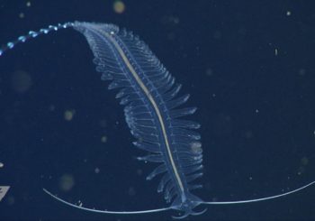 Морские животные и их маскировка