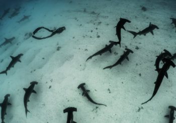 Galapagos Evolution — трейлер документального фильма