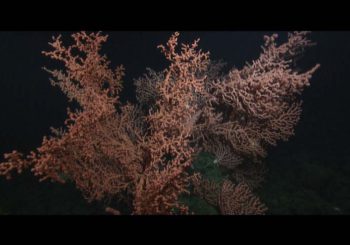 Глубоководные губки и коралловые сады