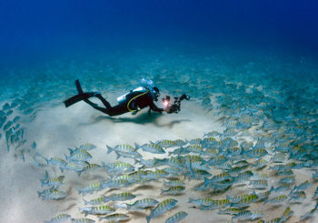 PADI AmbassaDiver Эдгардо Очоа о сохранении Калифорнийского залива