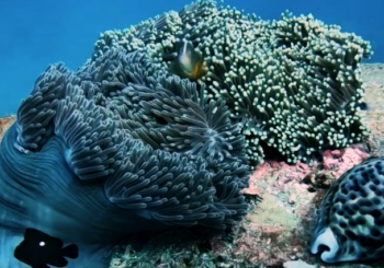 Удивительный дайвинг на Андаманском море