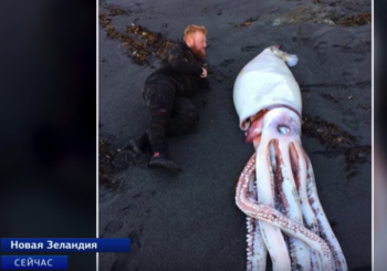 Гигантский кальмар на пляже в Новой Зеландии