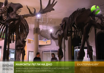 В реке Тобол были найдены останки доисторических животных