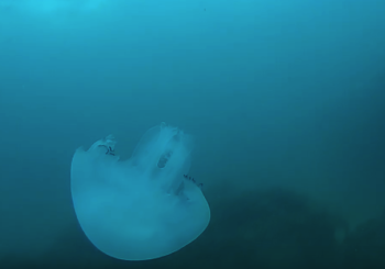 Обитатели Черного моря. Медуза Корнерот