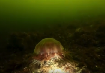 Медузы Белого моря