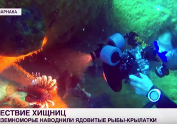 Прибрежные воды Кипра наводнили ядовитые крылатки