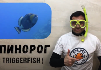 Дайв-сигналы о морских обитателях