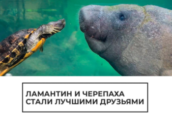 Ламантин и черепаха стали лучшими друзьями