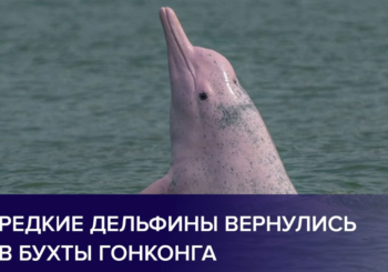 Редкие горбатые дельфины вернулись в бухты Гонконга