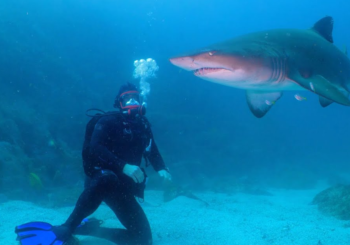 Крис Хемсворт научился нырять с аквалангом для шоу «Shark Beach»