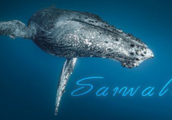 Saiwala: Soul Of The Sea. Фильм о подводной жизни