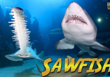 Дайвинг в  Downtown Aquarium Denver