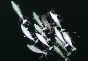 Самые дружелюбные и умные существа в море