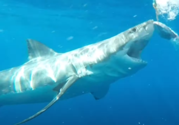 Фотограф снял нападение большой белой акулы