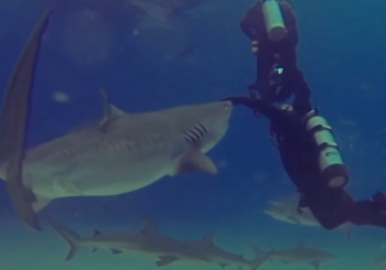 Чего вы не знаете об акулах