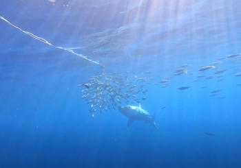 Гигантская акула украла наживку для рыбы