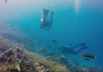 Дайвинг на острове Тиоман
