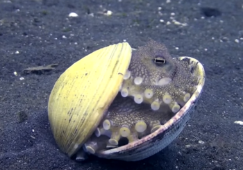 Малыш осьминог прячется от опасности внутри раковины