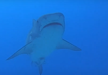 Счастливый дайвер плавает в окружении акул на Tiger Beach