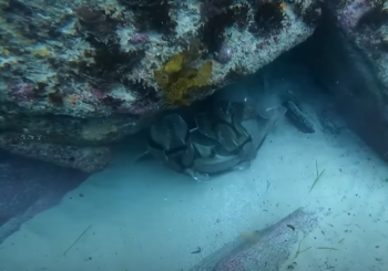 Агрессивное заигрывание акул