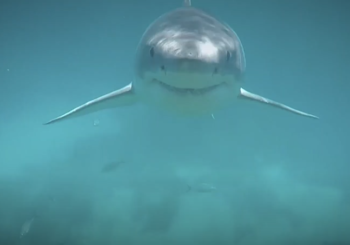 Встречи дайверов с большой белой акулой