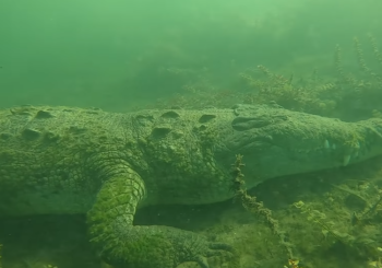 Дайвер обнаружил огромного крокодила во время погружения