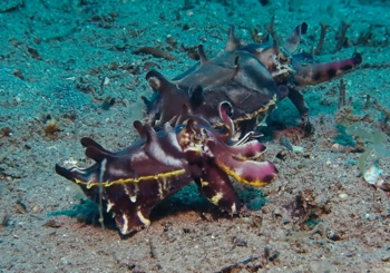 Дайвинг на Филиппинах. Дауин, остров Негрос