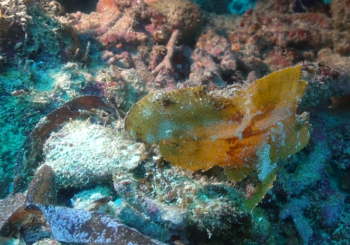 Атолл Мнемба. Дайвинг на Занзибаре