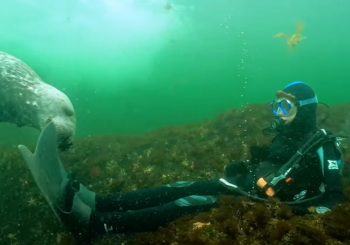 Дайвинг с тюленями у мыса Энн