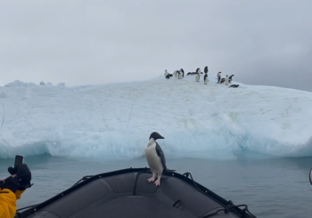 Пингвин пытается спастись от морского леопарда