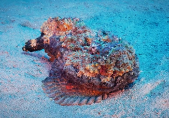 Самые скрытные морские существа на планете