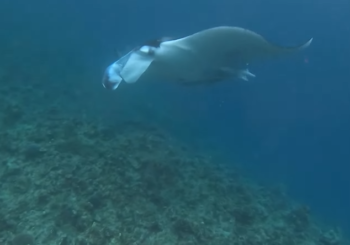 Неожиданная встреча с гигантской мантой