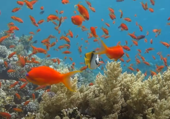 Дайв-сайт Jackson Reef, остров Тиран