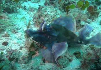 Дайв-сайт Чакатуни, Занзибар