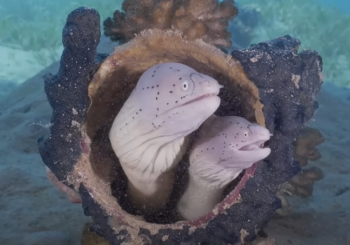 Интересные факты о семействе муреновых