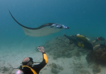 Остров Тодду. Дайвинг на Мальдивах