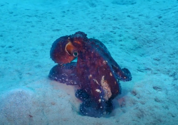 Осьминог атакует рыбу-камень