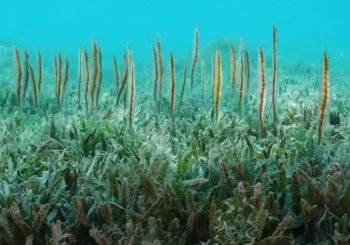 Рыбы-бритвы — необычные морские существа