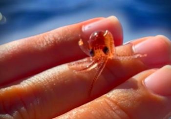 Самый маленький осьминог, которого вы когда-либо видели