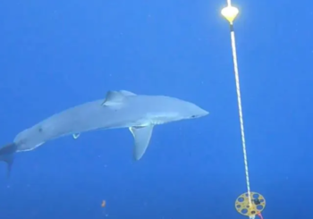 Дайвер встретил редкую акулу-мако у Вайкики