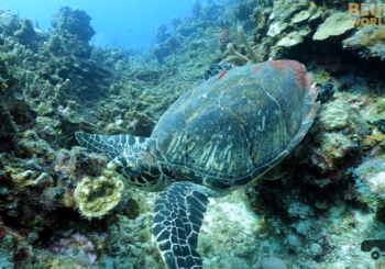Морские черепахи на острове Роатан