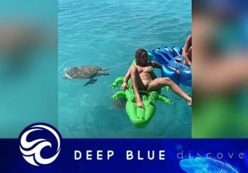 Причудливые вирусные видео о морских обитателях