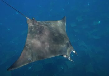 План PADI по изменению океана вместе с Adopt the Blue