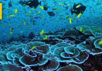 «Супер рифы». Короткометражный фильм от National Geographic Society